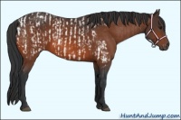 Horse Color:Bay Appaloosa  and Bay 