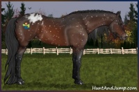 Horse Color:Brown Appaloosa