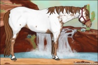 Horse Color:Chestnut Appaloosa 