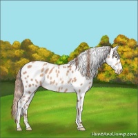 Horse Color:Gold Champagne Appaloosa 