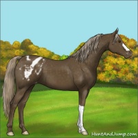 Horse Color:Chocolate Palomino Appaloosa 