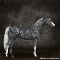 Horse Color:Silver Black Chinchilla