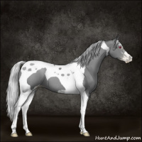 Horse Color:Gray Silver Black Chinchilla Pearl Sabino Tobiano 