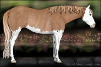 Horse Color:Chestnut Splash Rabicano 