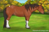 Horse Color:Bay Tobiano Rabicano