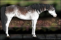 Horse Color:White Spotted Brown Rabicano 