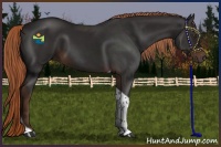 Horse Color:Liver Chestnut Tobiano