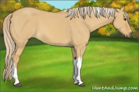 Horse Color:Palomino Dun Tobiano