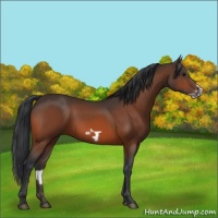 Horse Color:Bay Frame 