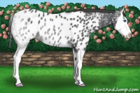 Horse Color:Blue Roan Sabino Splash Appaloosa Rabicano 