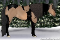 Horse Color:Void Bay Dun Tobiano 