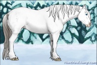 Horse Color:White Spotted Smoky Black Splash Near Leopard 