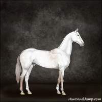 Horse Color:Gray Gold Champagne Dun Appaloosa Brindle 
