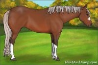 Horse Color:Silver Bay 