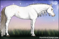 Horse Color:Buckskin Sabino Rabicano  and Buckskin Sabino Appaloosa Rabicano 