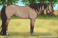 Horse Color:Bay Dun Sabino Rabicano  and Liver Red Dun Sabino Rabicano 