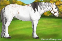 Horse Color:Bay Sabino Rabicano and Bay Sabino Splash Rabicano