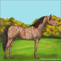 Horse Color:Bay Sabino Rabicano  and Amber Champagne Sabino Rabicano 
