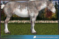 Horse Color:White Spotted Liver Chestnut Mushroom Sabino Rabicano  and White Spotted Liver Red Dun Mushroom Sabino Rabicano Brindle 