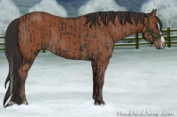 Horse Color:Liver Chestnut Sabino Rabicano  and Bay Sabino Splash Rabicano 