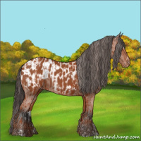 Horse Color:Bay Sabino Rabicano  and Bay Sabino Appaloosa Rabicano 