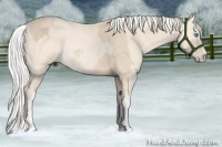 Horse Color:Cremello Sabino Rabicano and Silver Perlino Sabino Rabicano