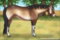 Horse Color:Bay Onyx Rabicano 