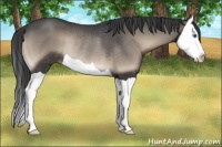 Horse Color:Blue Onyx Splash Rabicano 