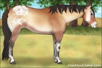 Horse Color:Bay Onyx Appaloosa 