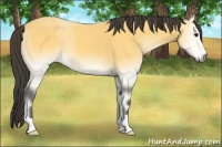 Horse Color:Buckskin Onyx