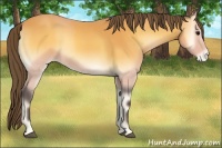 Horse Color:Buckskin Onyx Appaloosa