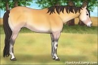 Horse Color:Buckskin Onyx 