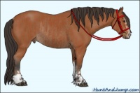 Horse Color:Bay Sabino Rabicano and Bay Sabino Rabicano