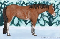 Horse Color:Bay Sabino Rabicano  and Bay Sabino Rabicano 