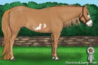 Horse Color:Chestnut Frame