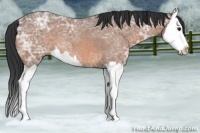 Horse Color:Bay Ice Roan Splash 