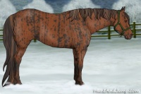 Horse Color:Liver Chestnut Sabino Rabicano  and Bay Sabino Rabicano 