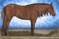 Horse Color:Liver Chestnut Sabino Rabicano  and Bay Sabino Rabicano 