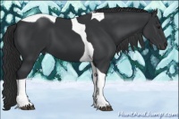 Horse Color:Black Tobiano 
