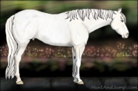 Horse Color:Silver Amber Cream Champagne Roan Pearl Dun Appaloosa 