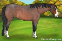 Horse Color:Brown Roan Splash 