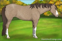 Horse Color:Classic Champagne 