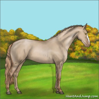 Horse Color:Liver Red Dun Pearl Appaloosa 