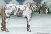 Horse Color:Gray White Spotted Chocolate Palomino Tobiano