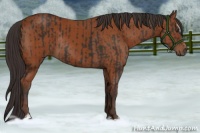 Horse Color:Liver Chestnut Sabino Rabicano  and Bay Sabino Rabicano 