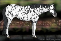 Horse Color:Black Appaloosa 