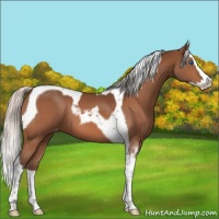 Horse Color:Silver Bay Splash Tobiano Appaloosa 