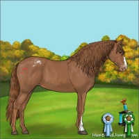 Horse Color:Chestnut Appaloosa