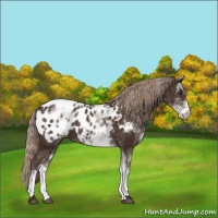 Horse Color:White Spotted Liver Chestnut Sabino Appaloosa 