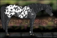 Horse Color:Black Blanket 